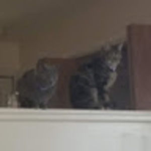 Meet your Posher, Tonya